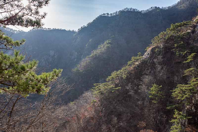 Korea-Daejeon-Hiking-Gyeryongsan - Some more view of mini pine trees on cliffs.