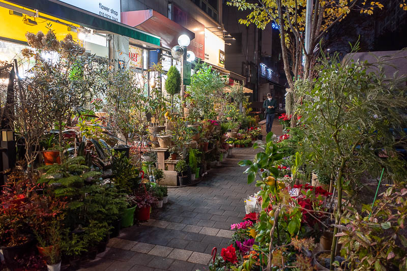 Korea-Daejeon-Yuseong - And for my last pic this evening, I stumbled into after dark garden store world. A whole street full of similar shops. The inside was quite large, and