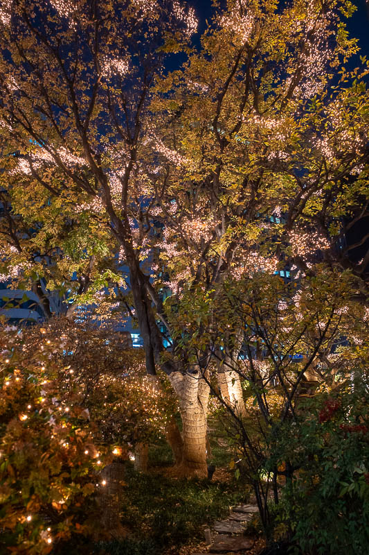 Korea twice in one year - November 2022 - A nearby hotel does a lot of lights in trees. Really hard to photograph it in any sort of a meaningful way.