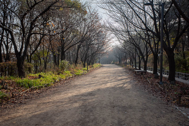 Korea-Seoul-Forest-Park - Nice weather today, to enjoy some largely leafless trees and dead leaves.