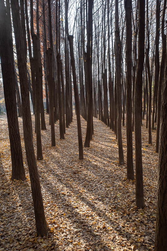 Korea-Seoul-Forest-Park - Impressively vertical thin trees.