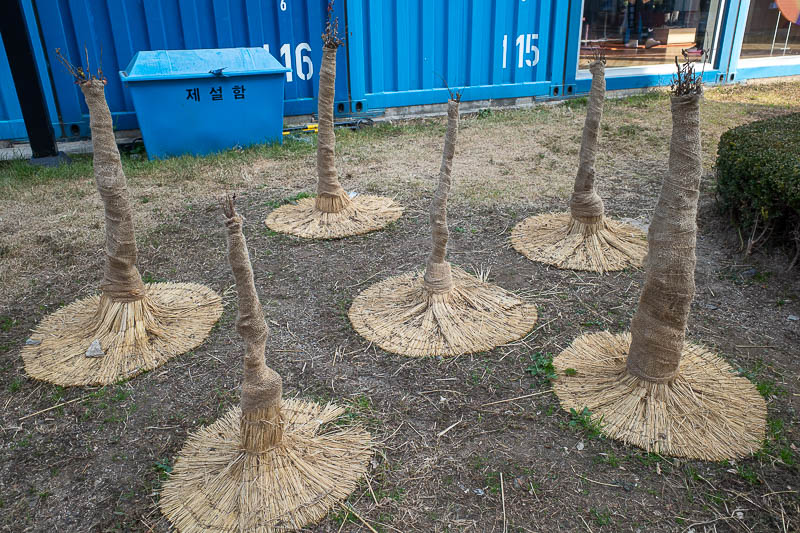 Korea twice in one year - November 2022 - These tree stumps take the coming threat of winter very seriously.