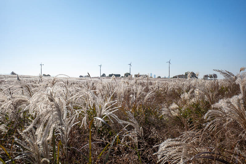 Korea-Seoul-Haneul Park - More wheat, and windmills. I said it earlier, the wheat serves a purpose, it leeches toxins from the soil. A process called phytoremediation. There ar