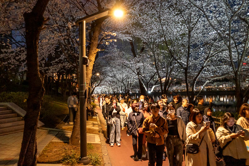 More of the same of Korea - March and April 2024 - Now for some blossom pics. As you can see, we all march in one direction, or else!