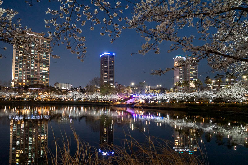 More of the same of Korea - March and April 2024 - The blossoms continue all the way around both halves of the lake.