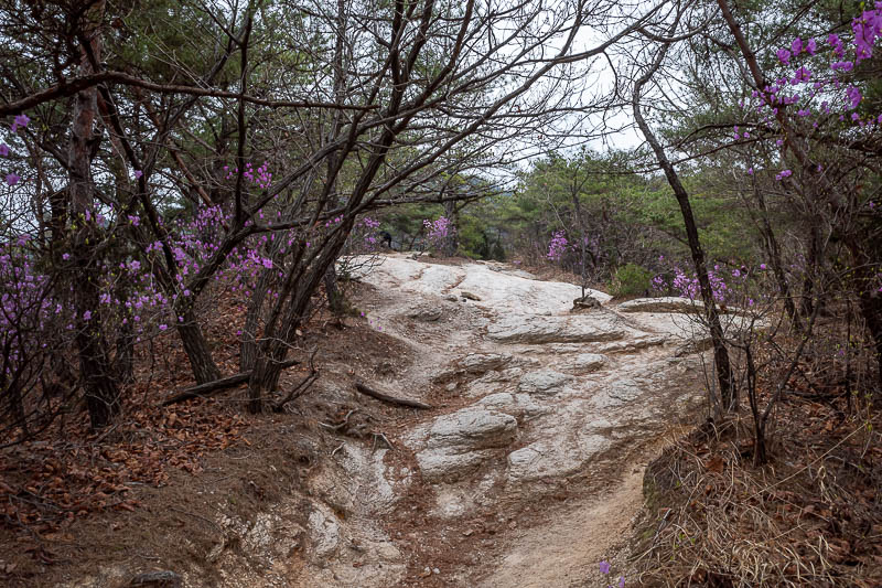 More of the same of Korea - March and April 2024 - Soon after the trail started, it was time for rocks and purple flowers.