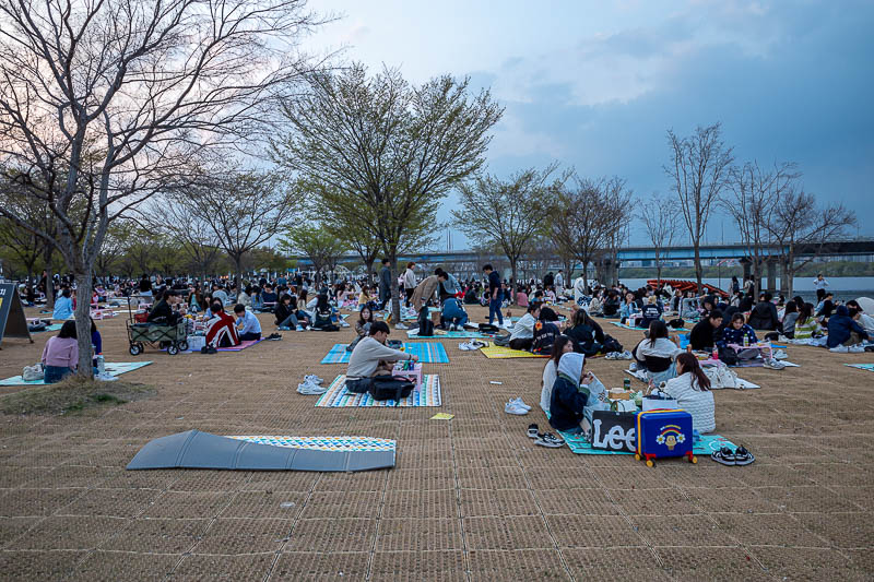 More of the same of Korea - March and April 2024 - And then I started to hit the picnic on dead grass area and a sea of people.