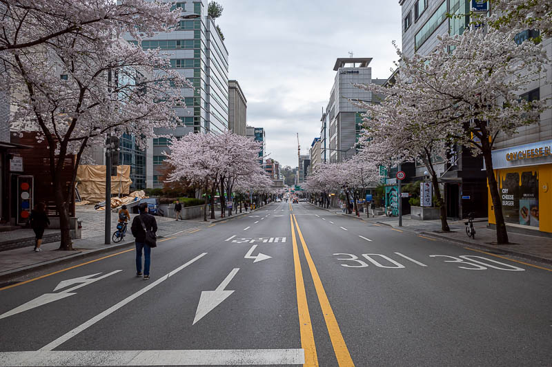 More of the same of Korea - March and April 2024 - I did a morning lap of the local area of Seoul. So many blossoms. As is often the case, I found a lot of places I wish I had walked along while I stil