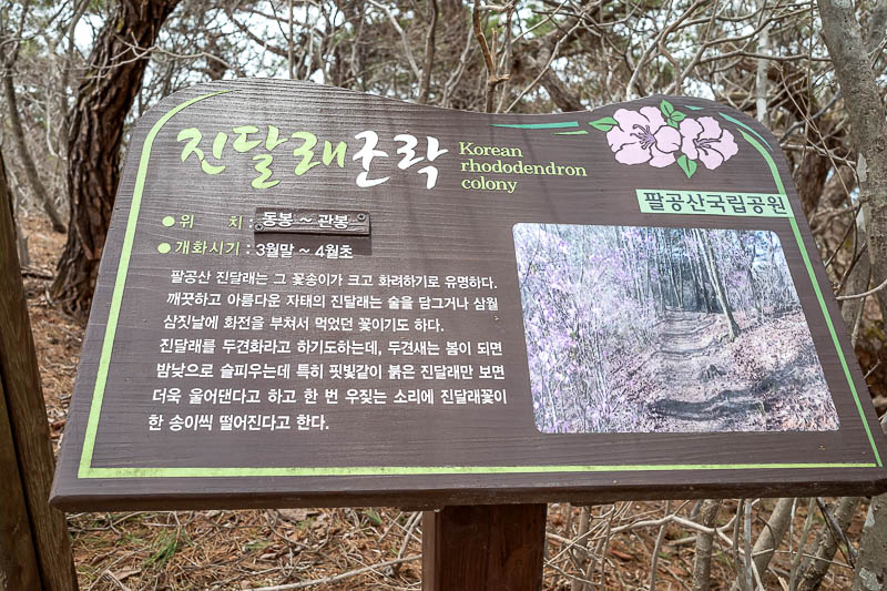 More of the same of Korea - March and April 2024 - All these dead looking trees are actually Rhododendrons. And are the purple flowers I keep going on about. Up here in the mountains the flowers have n