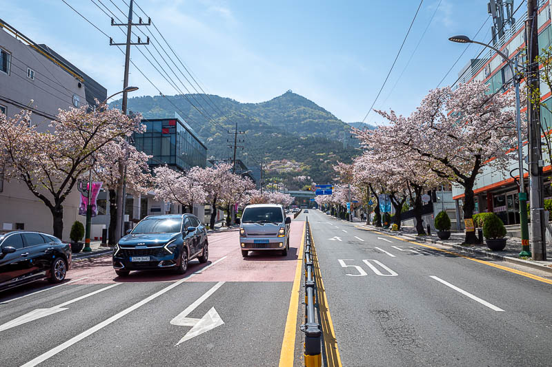 Korea-Daegu-Apsan - PEAK blossoms.