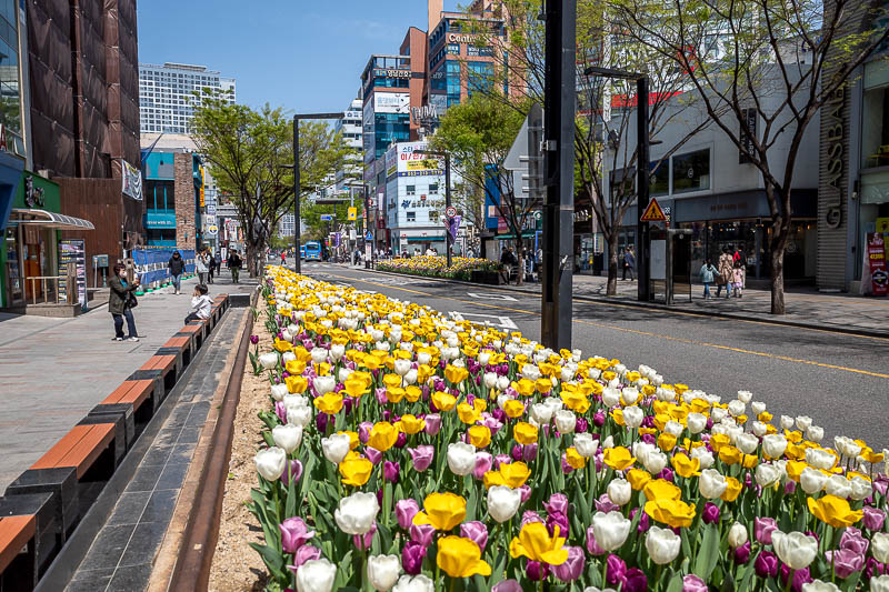 Korea-Daegu-Apsan - Back on the surface now, and the streets are lined with tulips.