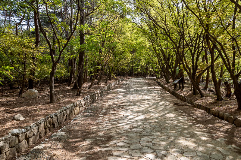 More of the same of Korea - March and April 2024 - Now for the path to the Seokguram grotto. This was only recently opened after a typhoon caused a landslide. I had read that even while closed, real hi