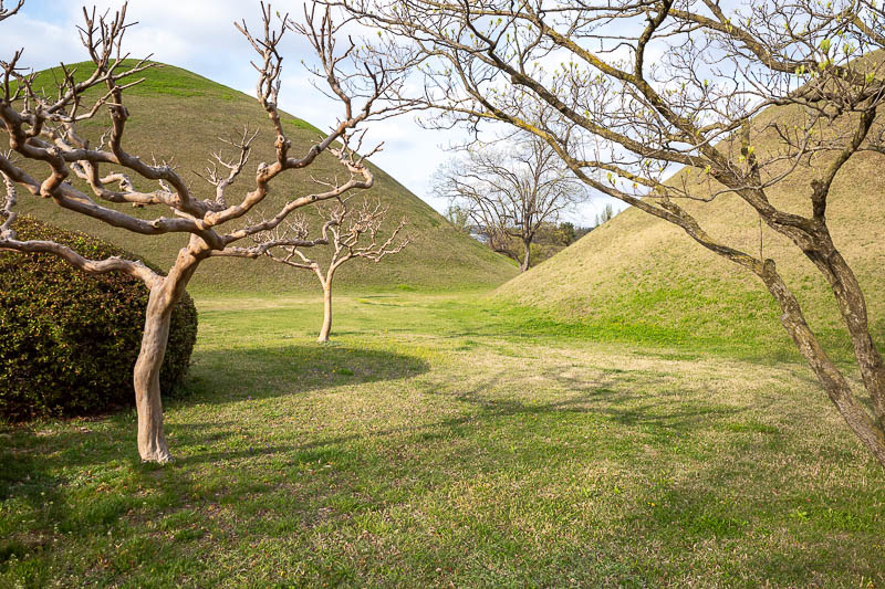 More of the same of Korea - March and April 2024 - Double mounds and cool trees. I like these mounds.