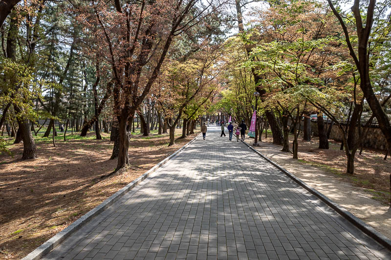 More of the same of Korea - March and April 2024 - I walked through a park with some nice trees, trees with leaves.