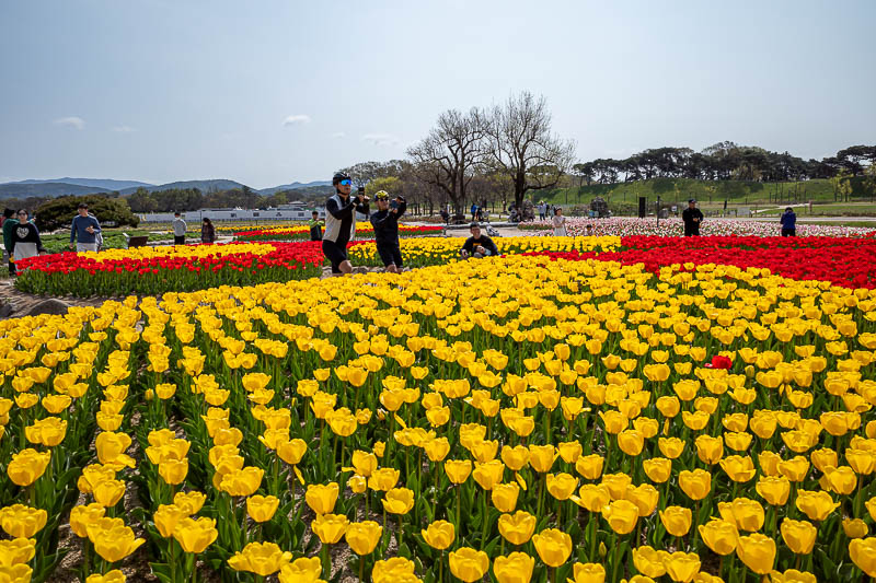 More of the same of Korea - March and April 2024 - The tulip game nearby is top notch, and popular with cyclists.