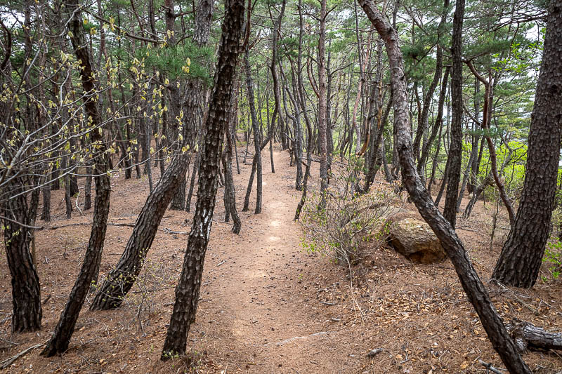 More of the same of Korea - March and April 2024 - I was really enjoying this path up the small mountain.