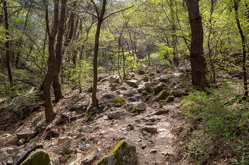 More of the same of Korea - March and April 2024 - Nice paths again, and a bit of sunshine.