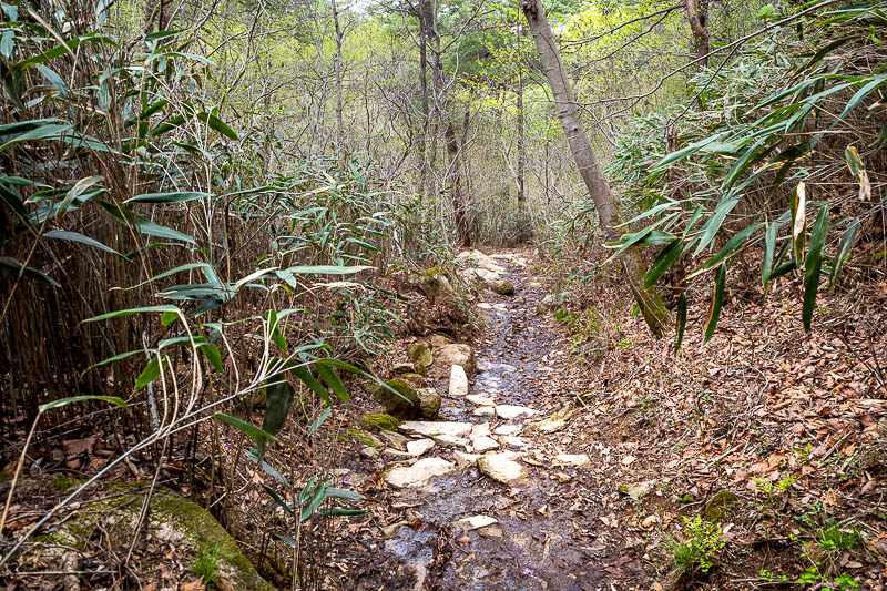More of the same of Korea - March and April 2024 - Descending further into the valley and bamboo appeared, and a muddy path. Unexpected mud.