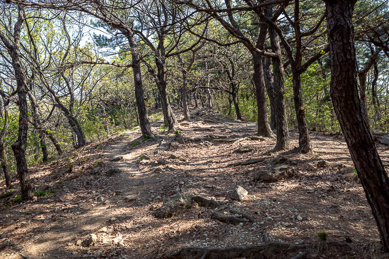 Korea-Busan-Hiking-Seunghaksan - But don't worry, the trail soon becomes rocks and trees.