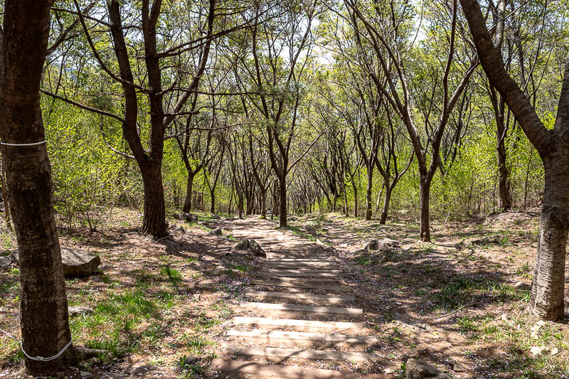 More of the same of Korea - March and April 2024 - This is one of the other paths down, but I shall not be taking it, I will go up again, on the loneliest part of today's hike, but there were always st