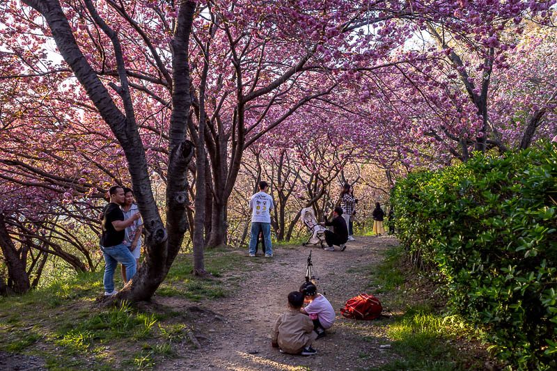 More of the same of Korea - March and April 2024 - But first blossoms, the huge pink blossoms. There will also be more blossoms below.