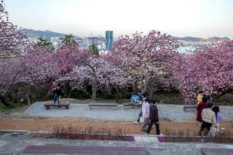 Korea-Busan-View - More blossoms. It would have been a lot better an hour earlier with the sun still on them, but there were still a lot of people posing.