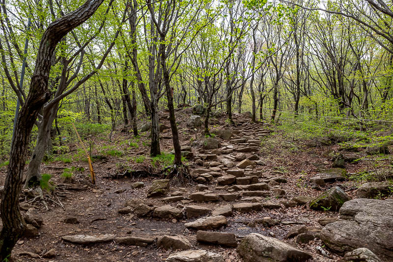 More of the same of Korea - March and April 2024 - After about 20 minutes the path veers away from the rocks. It is here that I wanted to turn right and go a different way up to the main peak, but that
