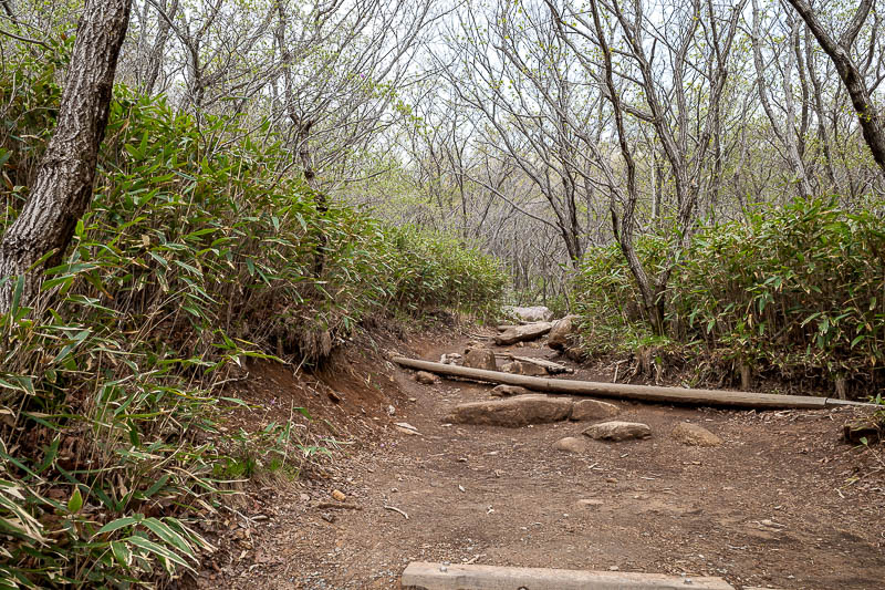 Korea-Busan-Hiking-Geumjeong - The path has some low bamboo. I love low bamboo.