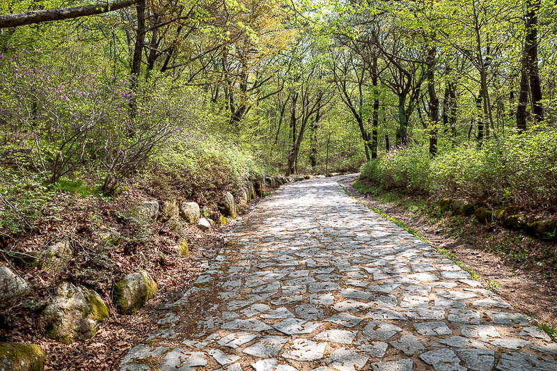 More of the same of Korea - March and April 2024 - There is this service road up to the cable car station. There are ways to avoid almost all of it, which I did. Still it is a nice area with trees with