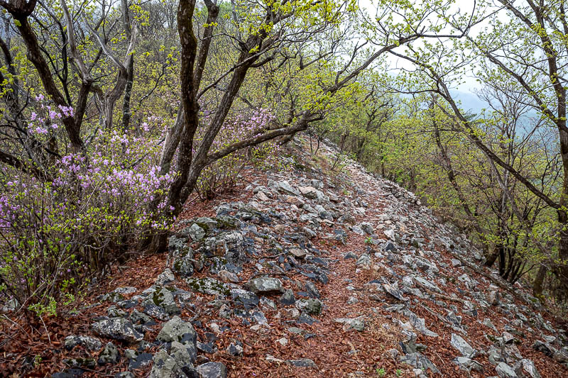 More of the same of Korea - March and April 2024 - The really rocky sections I did not photograph, because I needed both hands and it was wet. But every now and then a nice section like this appeared.