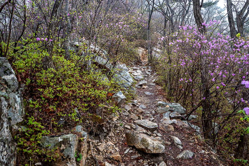 More of the same of Korea - March and April 2024 - Purple flowers, and rocks.