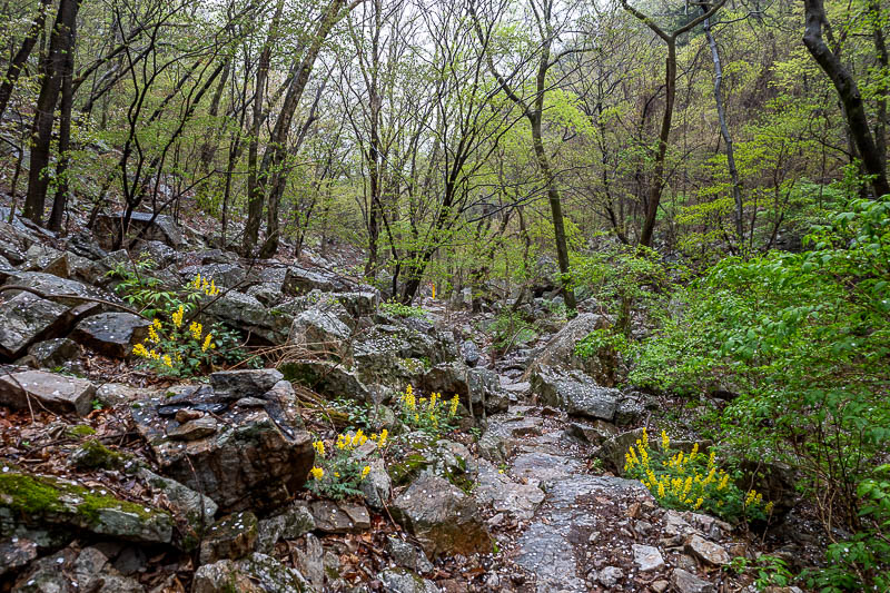 Korea-Seoul-Hiking-Yongmunsan - Sometimes flowers grow out of the rocks.