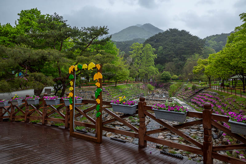More of the same of Korea - March and April 2024 - Flowers, and my mountains from today.