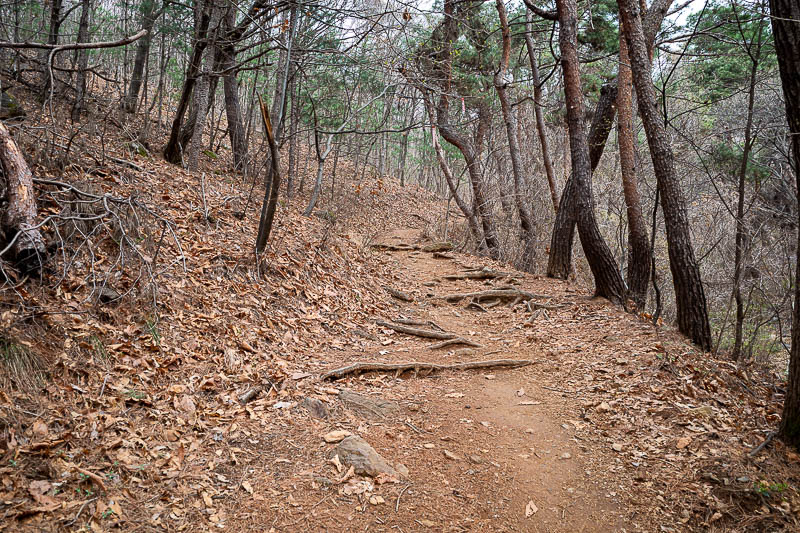 Korea-Seoul-Hiking-Yebongsan - A few bits of greenery in the trees here, but still lots of dead.