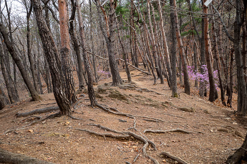 Korea-Seoul-Hiking-Yebongsan - Here you can see the purple flowers that are part of the spring hiking experience in Korea.