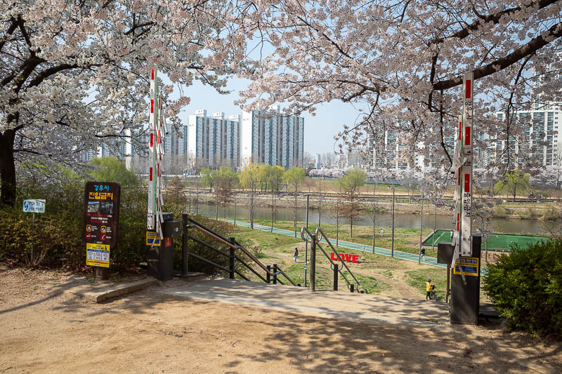 Korea-Seoul-Anyangcheon - Straight to the blossoms. It is a Thursday morning, but as you can see here they have crowd control measures to avoid people getting crushed in blosso