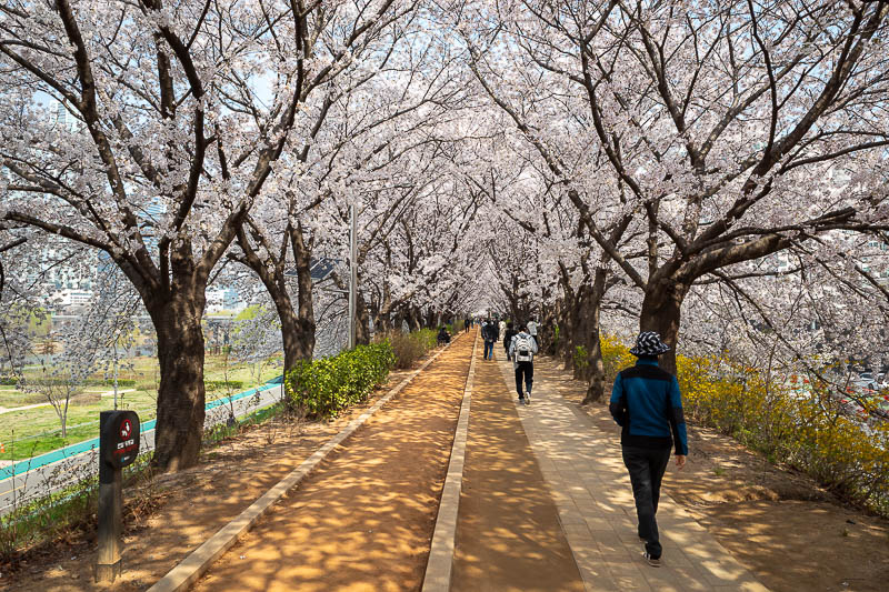 Korea-Seoul-Anyangcheon - On the left here is the red clay barefoot walking bit. There are lots of them along here. There are signs asking you not to walk in it with shoes on.