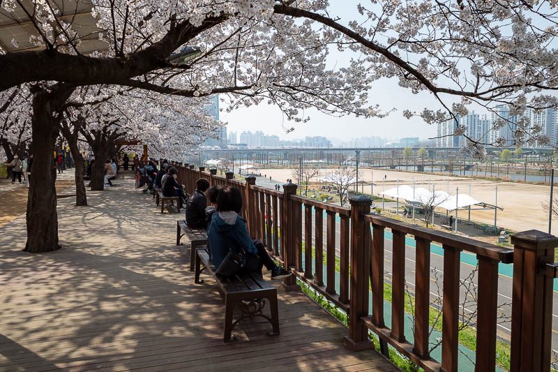 Korea-Seoul-Anyangcheon - Lots of unemployed people are sitting under the blossoms enjoying the drain view.