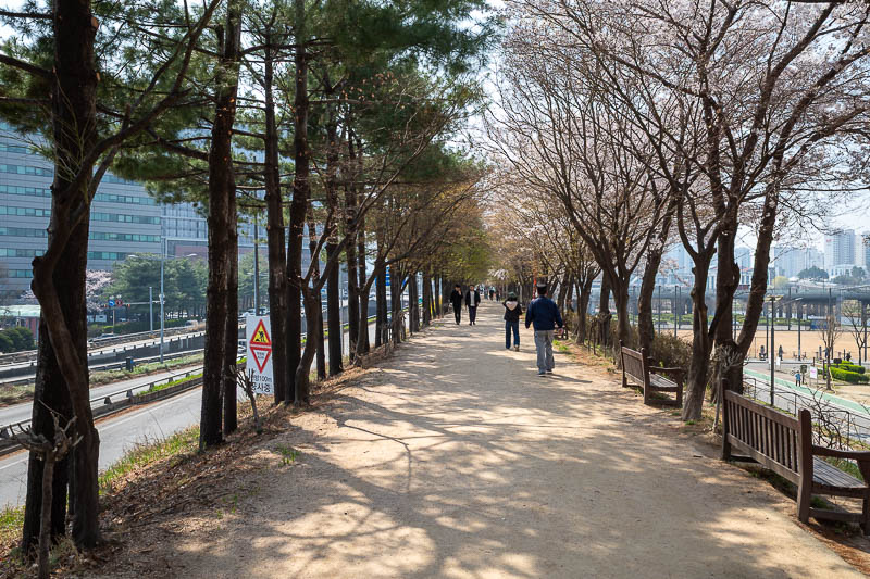 Korea-Seoul-Anyangcheon - Every now and then, there is a section of blossom free trees. What even is the point of trees without blossoms? Bulldoze them immediately.