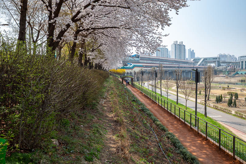 Korea-Seoul-Anyangcheon - Last blossom and red clay shot. That is a train station mounted over the river in the distance.