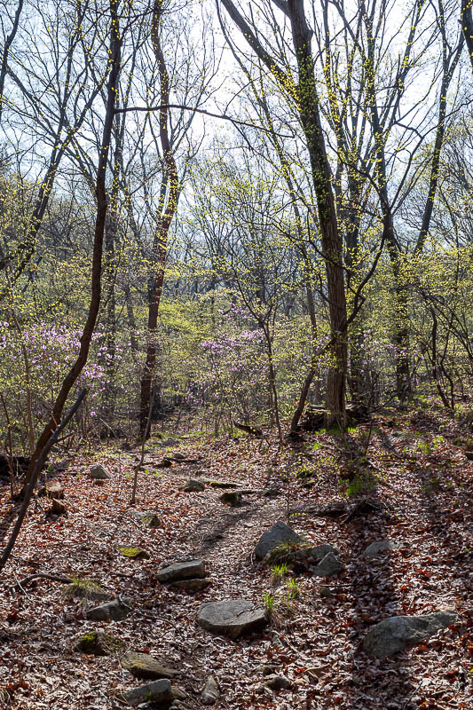 Korea-Changwon-Hiking-Bulmosan - Purple flowers today too.