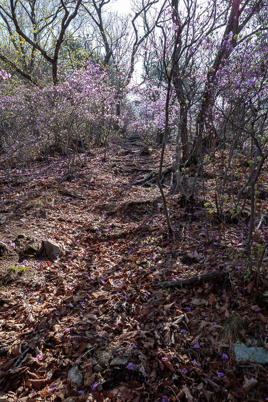 Korea-Changwon-Hiking-Bulmosan - Lots of purple flowers.