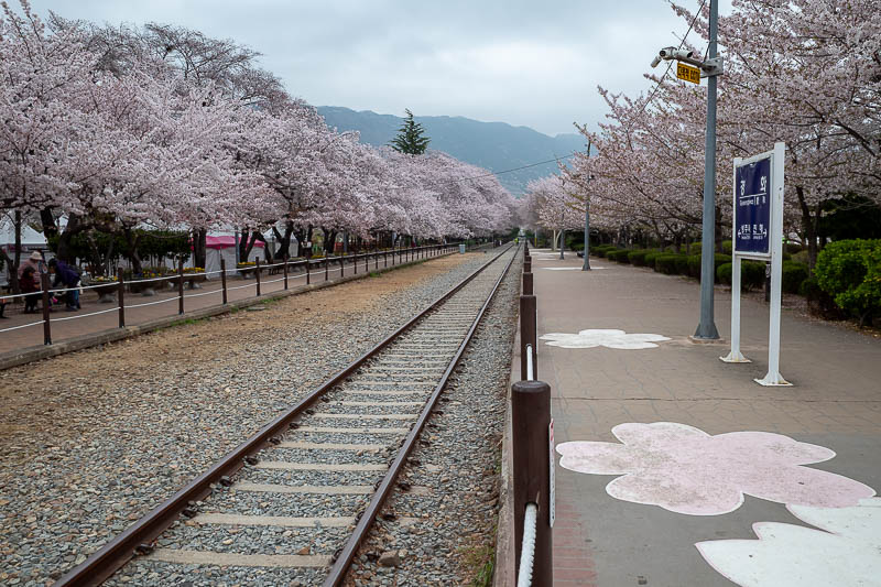 Korea yet again for the 7th time - March and April 2026 - The blossoms however, do not close on Monday, they are now starting to rain down slightly. There are still signs warning you to not walk on the tracks
