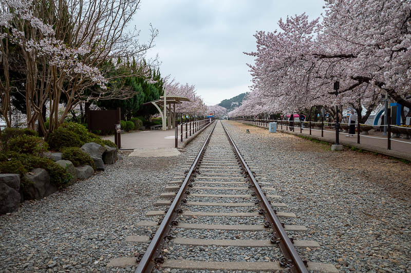 Korea yet again for the 7th time - March and April 2026 - Because you are also encouraged to stand in the middle of the tracks and take photos.