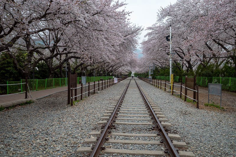 Korea yet again for the 7th time - March and April 2026 - The blossom tunnel is about 800m long. It is indeed quite impressive as far as blossom hysteria goes.