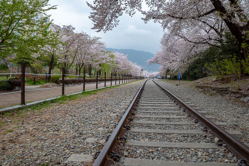 Korea-Changwon-Gyeonghwa-Masan - Fish blossoms