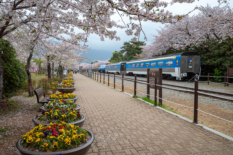 Korea yet again for the 7th time - March and April 2026 - I may have over blossomed, I blame the addition of the train.