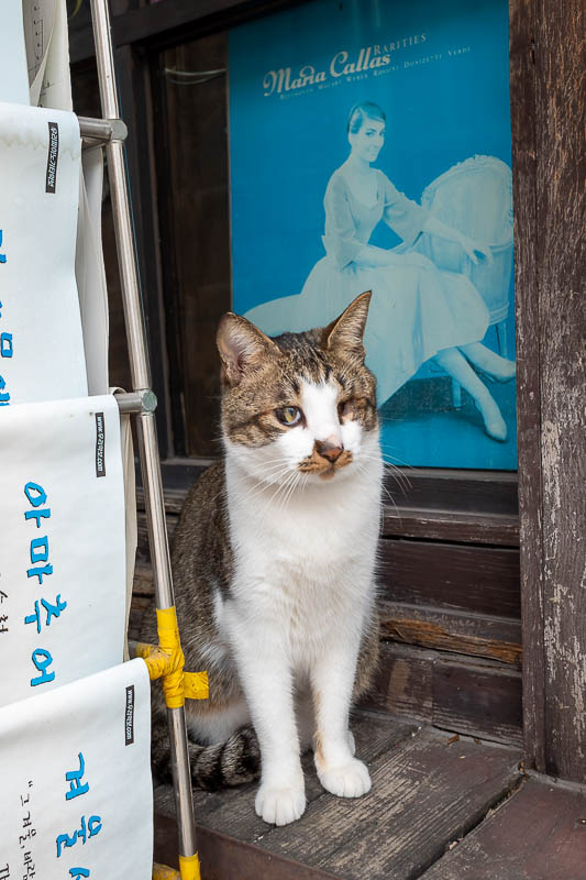 Korea yet again for the 7th time - March and April 2026 - I saw 2 shop cats, one was behind glass, this one came out to greet me, photo slightly out of focus. We had a small fight but eventually agreed upon a