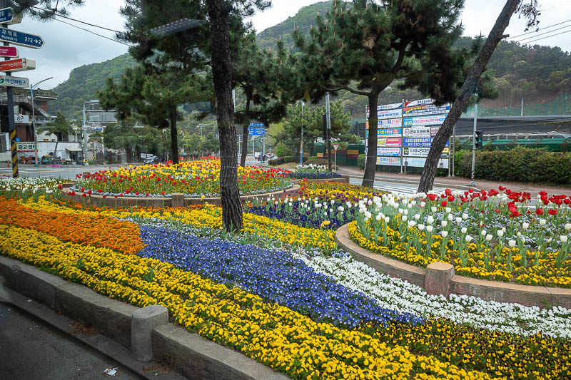 Korea yet again for the 7th time - March and April 2026 - Last photo for the day, scenes from a moving bus. They really like planting a lot of flowers at intersections here.