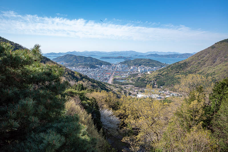 Korea-Changwon-Hiking-Jinhae - The line down the middle of the view is all cherry blossom trees.